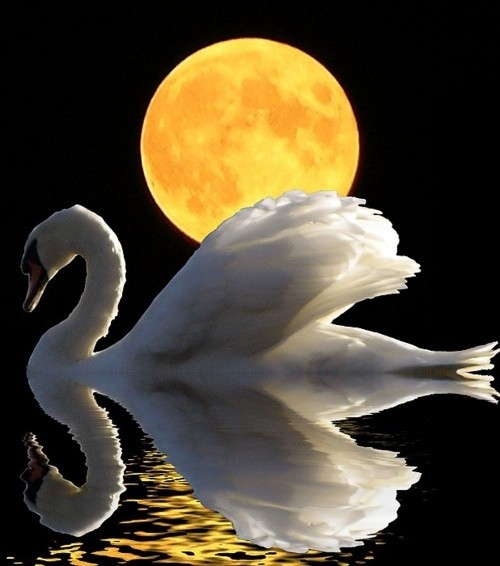 Photo:  Swan with the moon